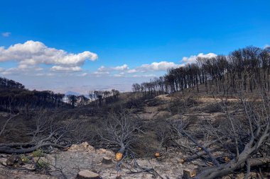 Mijas, Malaga, İspanya tepelerine giden yolda yanan orman.
