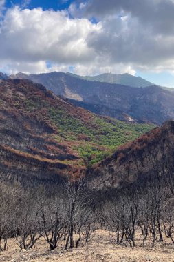 Mijas, Malaga, İspanya tepelerine giden yolda yanan orman.