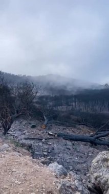 Mijas, Malaga, İspanya tepelerine giden yolda yanan orman.