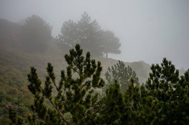 Fırtına gününde Maroma tepesine doğru yürüyüş yolunda sis ve bulutlar, Sierra Tejeda, İspanya 