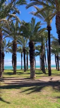 İspanya 'nın Torremolinos kentindeki Akdeniz sahilinde palmiyeler