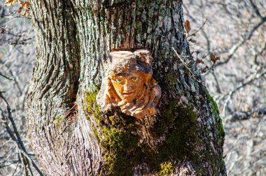 Paradota, İspanya - 20 Ocak 2024: Parauta, İspanya 'daki Büyülü Parauta Ormanı