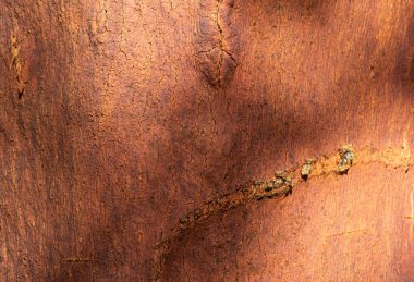 Kırmızı meşe arkaplan, doku dizisi