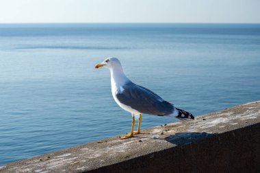 Seagull on the castle wall, Almunecar, Spain clipart