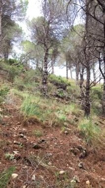 Mijas köyü yakınlarındaki ormanda keçi, Endülüs, Malaga, İspanya