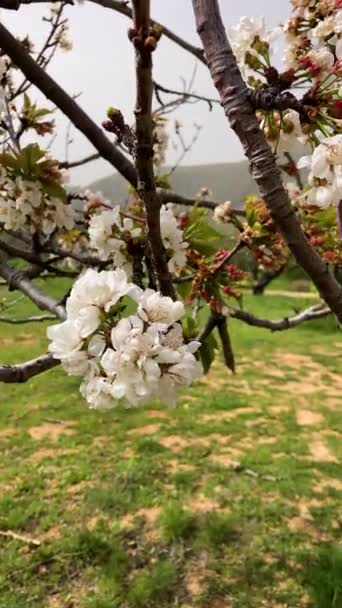 Blüten Des Apfelbaums Monachil Spanien — Stockvideo