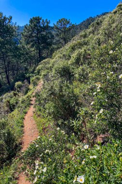 Caballos nehri üzerindeki şelalelere doğru yürüyüş yolu Tolox, Malaga, İspanya 'daki Sierra de la Nieves Ulusal Parkı