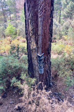 Resinous pine sap appears when coniferous wood is damaged, Sierra Tejeda Natural Park, el Robledal, Spain clipart