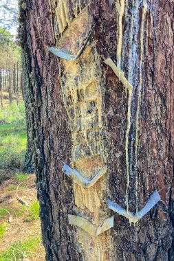 Resinous pine sap appears when coniferous wood is damaged, Sierra Tejeda Natural Park, el Robledal, Spain clipart