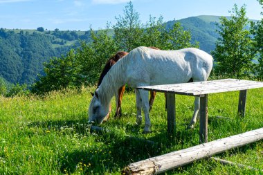 Karpatlar 'daki yeşil çayırlardaki atlar manzara, Apetska dağı, Ukrayna