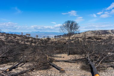 Mijas, Malaga, İspanya tepelerine giden yolda yanan orman.