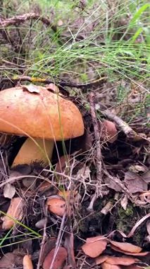 Ormanda yabani mantarlar, Endülüs, Sierra Tejeda Doğal Parkı, İspanya