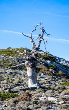 Mavi gökyüzünde kuru ağaç, Sierra de las Nieves Ulusal Parkı, Endülüs, İspanya