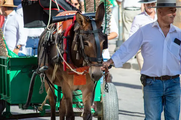TORREMOLINOS, SPAIN - 24 Eylül 2023: 24 Eylül 2023 tarihinde İspanya 'nın Torremolinos kentindeki fuarın ilk günü olarak geleneksel San Miguel Romeria (Romeria de San Miguel) festivalinde hacılar