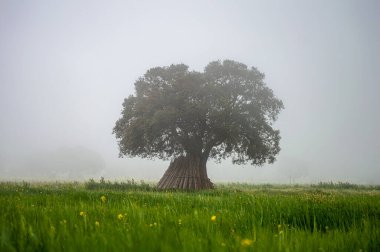 Tree in the field in the fog, Andalusia, Sierra Tejeda Natural Park, Spain clipart