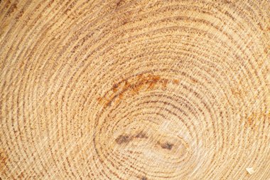 bir ağaç gövdesi kesiti