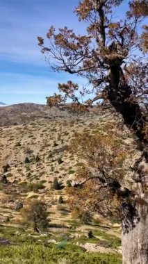 Torrecilla, Sierra de las Nieves Ulusal Parkı, Endülüs, İspanya