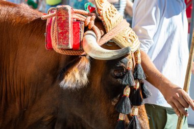 TORREMOLINOS, SPAIN - 24 Eylül 2023: 24 Eylül 2023 tarihinde İspanya 'nın Torremolinos kentindeki fuarın ilk günü olarak geleneksel San Miguel Romeria (Romeria de San Miguel) festivalinde hacılar