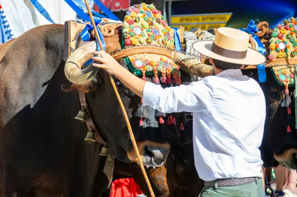 TORREMOLINOS, SPAIN - 24 Eylül 2023: 24 Eylül 2023 tarihinde İspanya 'nın Torremolinos kentindeki fuarın ilk günü olarak geleneksel San Miguel Romeria (Romeria de San Miguel) festivalinde hacılar