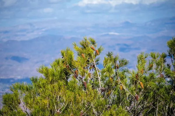 Akdeniz 'e ve Mijas zirvesinden Endülüs' e, Malaga 'ya, İspanya' ya kadar çevresindeki şehirlere panoramik bir bakış