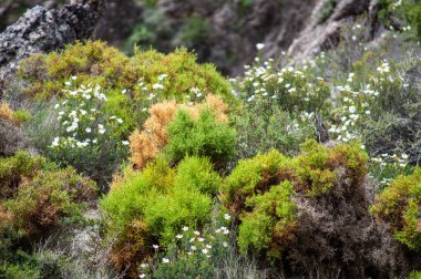 Monachil, Granada, İspanya 'daki Monachil nehri üzerinde Sabina' nın yürüyüş yolu.