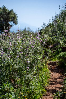 Tolox, Malaga, İspanya 'daki Caballos nehrinin üzerinden şelaleye giden yolda mor çiçekler.