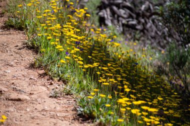 Caballos nehri üzerindeki şelalelere doğru yürüyüş yolu Tolox, Malaga, İspanya 'daki Sierra de la Nieves Ulusal Parkı