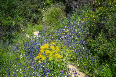 Caballos nehri üzerindeki şelalelere doğru yürüyüş yolu Tolox, Malaga, İspanya 'daki Sierra de la Nieves Ulusal Parkı