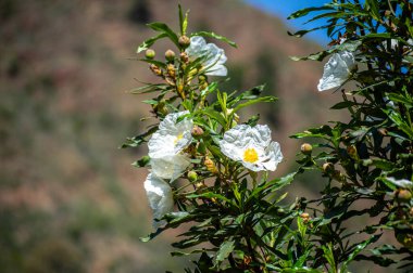 İspanya 'nın Malaga, Tolox kentindeki Caballos nehrindeki şelalelere giden yolda beyaz çiçekler.