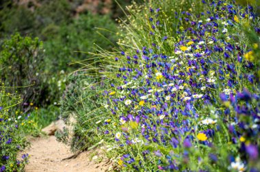 Caballos nehri üzerindeki şelalelere doğru yürüyüş yolu Tolox, Malaga, İspanya 'daki Sierra de la Nieves Ulusal Parkı