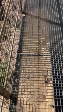 Alman nehri üzerinden Colgante Köprüsü 'ne (Puente Colgante El Saltillo) yürüyüş yolu, Sierra Tejeda, İspanya
