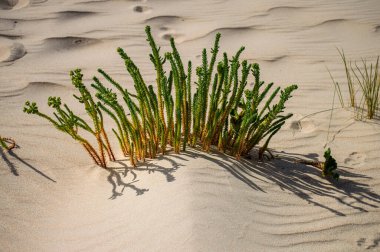 Valdevaqueros Dune Tarifa 'da, Cebelitarık Boğazı, İspanya
