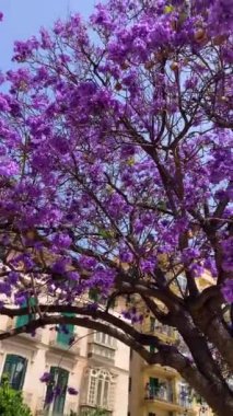MALAGA, İspanya - 26 Mayıs 2024: Jakaranda, 26 Mayıs 2024 tarihinde İspanya 'nın Malaga kentindeki Plaza de Merced' de açan mor çiçekler