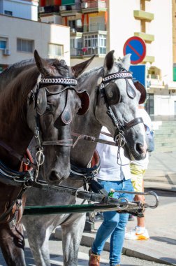 TORREMOLINOS, SPAIN - 24 Eylül 2023: 24 Eylül 2023 tarihinde İspanya 'nın Torremolinos kentindeki fuarın ilk günü olarak geleneksel San Miguel Romeria (Romeria de San Miguel) festivalinde hacılar