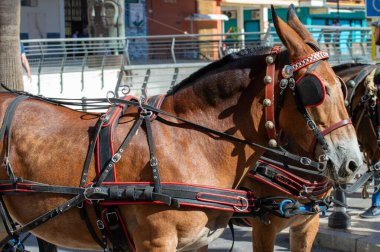 TORREMOLINOS, SPAIN - 24 Eylül 2023: 24 Eylül 2023 tarihinde İspanya 'nın Torremolinos kentindeki fuarın ilk günü olarak geleneksel San Miguel Romeria (Romeria de San Miguel) festivalinde hacılar