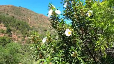 Caballos nehri üzerindeki şelalelere doğru yürüyüş yolu Tolox, Malaga, İspanya 'daki Sierra de la Nieves Ulusal Parkı