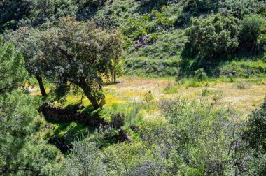 Caballos nehri üzerindeki şelalelere doğru yürüyüş yolu Tolox, Malaga, İspanya 'daki Sierra de la Nieves Ulusal Parkı