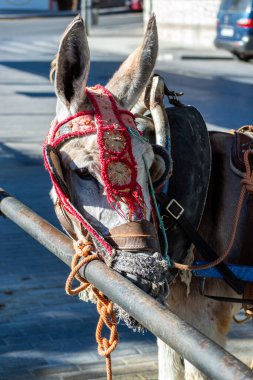 MIJAS, İSPAN - 7 Temmuz 2024: eşek taksisi. Eşek gezintileri 1960 'larda başladı. 7 Temmuz 2024 'te İspanya' nın Mijas kentindeki ziyaretçiler için önemli bir ilgi odağı 