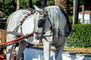 MIJAS, İSPA - 7 Temmuz 2024: at taksisi. 7 Temmuz 2024 'te İspanya' nın Mijas kentindeki ziyaretçiler için önemli bir ilgi odağı 