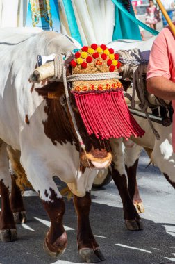 TORREMOLINOS, SPAIN - 24 Eylül 2023: 24 Eylül 2023 tarihinde İspanya 'nın Torremolinos kentindeki fuarın ilk günü olarak geleneksel San Miguel Romeria (Romeria de San Miguel) festivalinde hacılar