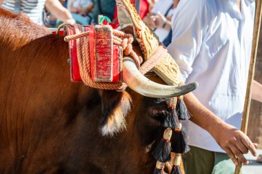TORREMOLINOS, SPAIN - 24 Eylül 2023: 24 Eylül 2023 tarihinde İspanya 'nın Torremolinos kentindeki fuarın ilk günü olarak geleneksel San Miguel Romeria (Romeria de San Miguel) festivalinde hacılar