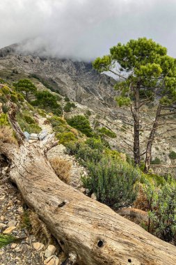Fırtına gününde Maroma tepesine doğru yürüyüş yolunda sis ve bulutlar, Sierra Tejeda, İspanya 