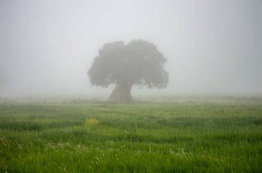 Sisin içindeki ağaçlar, Endülüs, Sierra Tejeda Doğal Parkı, İspanya