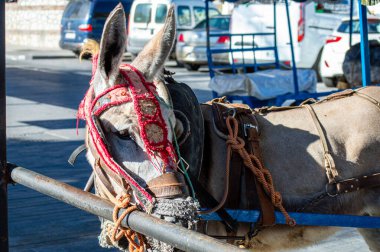 MIJAS, İSPAN - 7 Temmuz 2024: eşek taksisi. Eşek gezintileri 1960 'larda başladı. 7 Temmuz 2024 'te İspanya' nın Mijas kentindeki ziyaretçiler için önemli bir ilgi odağı 