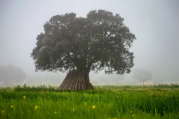 Stock image Tree in the field in the fog, Andalusia, Sierra Tejeda Natural Park, Spain