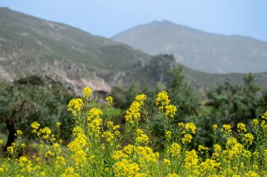 Monachil, Granada, İspanya 'daki Monachil nehri üzerinde Sabina' nın yürüyüş yolu.