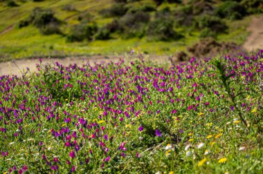 Caballos nehri üzerindeki şelalelere doğru yürüyüş yolu Tolox, Malaga, İspanya 'daki Sierra de la Nieves Ulusal Parkı