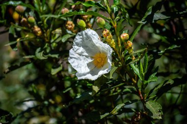 Caballos nehri üzerindeki şelalelere doğru yürüyüş yolu Tolox, Malaga, İspanya 'daki Sierra de la Nieves Ulusal Parkı