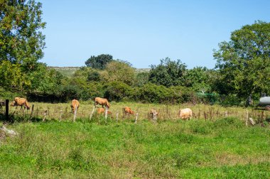 Pria Havadeliği olarak da bilinen Cantabrian Denizi 'ndeki Pria Bufones kayalıkları İspanya' nın Asturias kentinin kuzey kıyısında bulunan büyüleyici bir doğal jeolojik fenomendir..