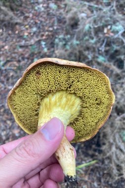 Ormanda yabani mantarlar, Endülüs, Sierra Tejeda Doğal Parkı, İspanya